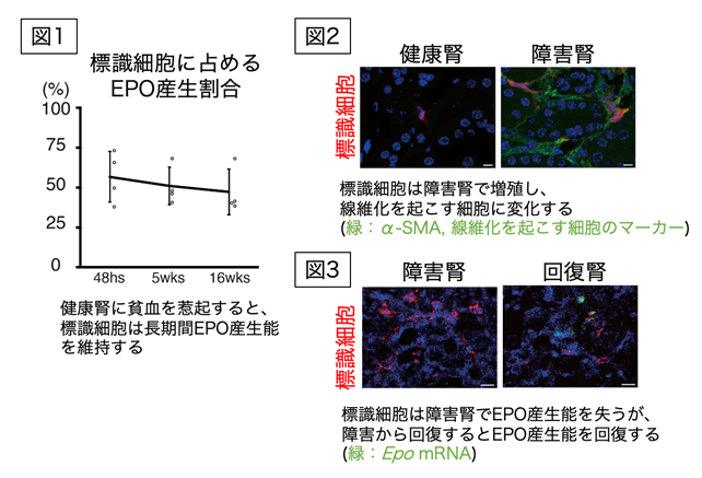 成果情報「腎臓の造血ホルモン、プロの細胞集団が産生」の説明図