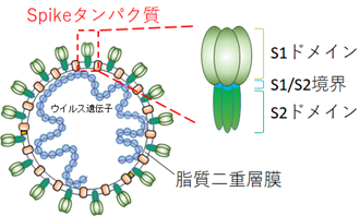 Spikeタンパク質の説明図