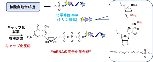 プレスリリース「世界初のmRNAの完全化学合成」の概要図