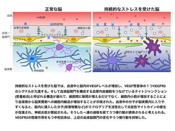 本リリースの概要図１