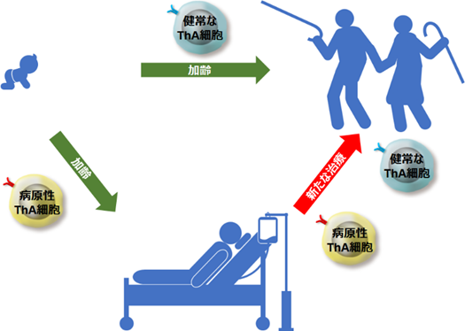 自己免疫疾患の制御に関わる新たな加齢関連T細胞を発見～自己免疫疾患制御から健康長寿社会の実現に期待～