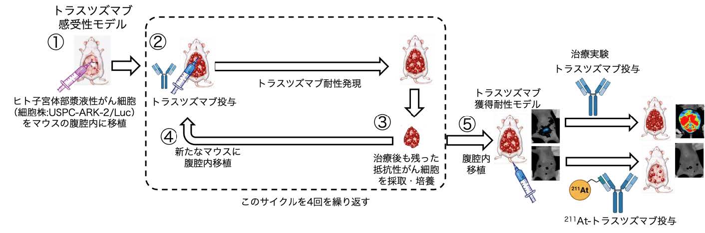 図3 HER2陽性子宮体部漿液性がん腹膜播種モデルを用いた トラスツズマブ耐性に対する標的アルファ線治療の効果の実証